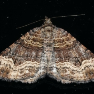 Epyaxa subidaria at Ainslie, ACT - 8 Dec 2019