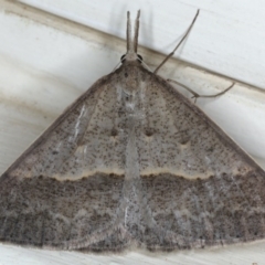 Epidesmia hypenaria (Long-nosed Epidesmia) at Ainslie, ACT - 8 Dec 2019 by jb2602