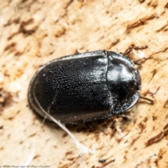 Pterohelaeus striatopunctatus (Darkling beetle) at Majura, ACT - 20 Aug 2020 by Roger