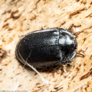 Pterohelaeus striatopunctatus at Majura, ACT - 20 Aug 2020 09:55 AM