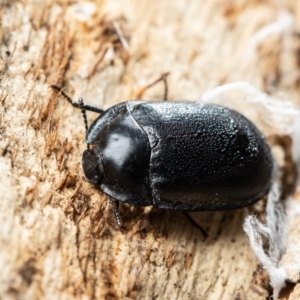 Pterohelaeus striatopunctatus at Majura, ACT - 20 Aug 2020