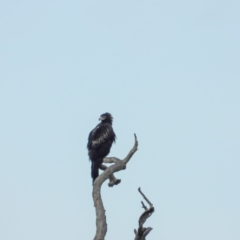 Aquila audax (Wedge-tailed Eagle) at Albury - 11 Jun 2020 by DannyJ