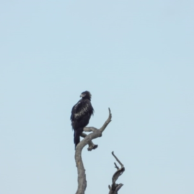 Aquila audax (Wedge-tailed Eagle) at Albury - 11 Jun 2020 by DannyJ