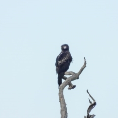 Aquila audax at Thurgoona, NSW - 11 Jun 2020 09:09 AM