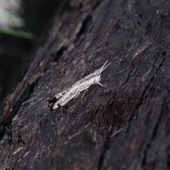 Coryphistes ruricola (Bark-mimicking Grasshopper) at Black Mountain - 20 Aug 2020 by ConBoekel