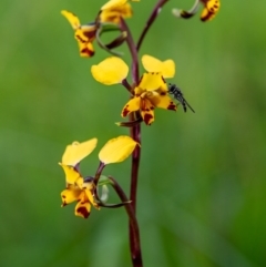 Diuris pardina (Leopard Doubletail) at Wodonga - 18 Aug 2020 by Danny J