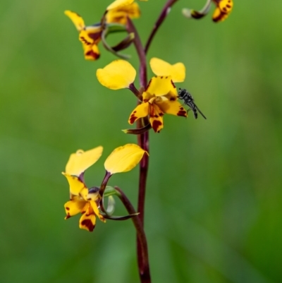 Diuris pardina (Leopard Doubletail) at Wodonga, VIC - 18 Aug 2020 by Danny J