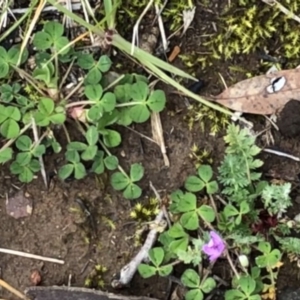 Erodium cicutarium at Watson, ACT - 18 Aug 2020 12:30 PM