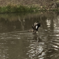 Anas gracilis (Grey Teal) at Watson Woodlands - 18 Aug 2020 by LeafBird