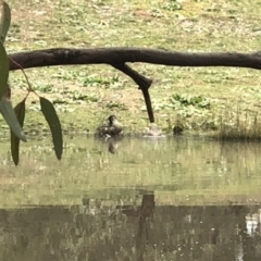 Anas gracilis at Watson, ACT - 18 Aug 2020 12:50 PM