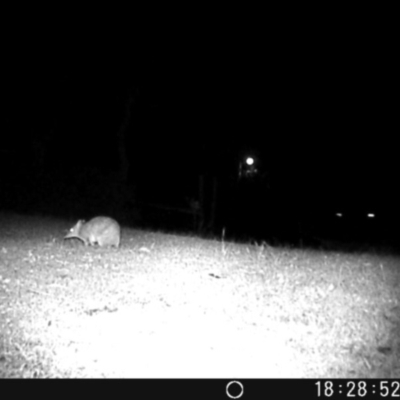 Perameles nasuta (Long-nosed Bandicoot) at Dalmeny, NSW - 16 Aug 2020 by Laserchemisty