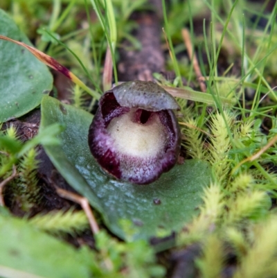 Corysanthes incurva (Slaty Helmet Orchid) at Wodonga - 11 Aug 2020 by Danny J