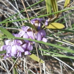 Hovea heterophylla (Common Hovea) at Isaacs, ACT - 19 Aug 2020 by Mike