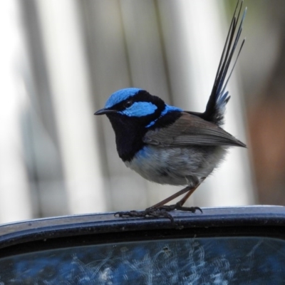 Malurus cyaneus (Superb Fairywren) at Wodonga - 3 Aug 2020 by Danny J