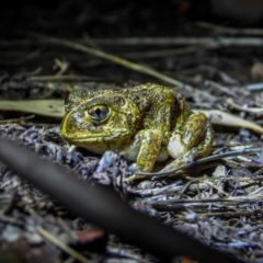 Neobatrachus sudellae (Sudell's Frog or Common Spadefoot) at Wodonga - 6 Mar 2020 by Danny J