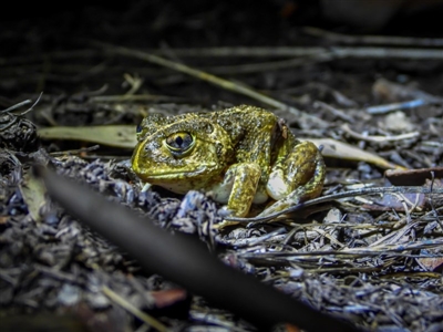 Neobatrachus sudellae (Sudell's Frog or Common Spadefoot) at Baranduda, VIC - 6 Mar 2020 by DannyJ