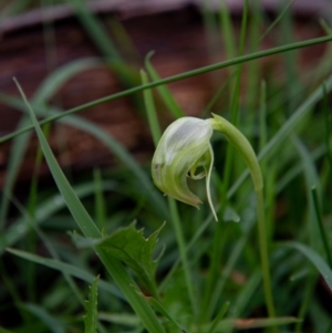 Pterostylis nutans at WREN Reserves - suppressed