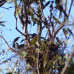 Gymnorhina tibicen at Black Range, NSW - 20 Aug 2020