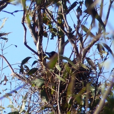 Gymnorhina tibicen (Australian Magpie) at Black Range, NSW - 20 Aug 2020 by MatthewHiggins