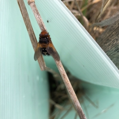 Microtropesa sp. (genus) (Tachinid fly) at Albury - 7 Aug 2020 by Amityrose