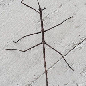 Phasmatodea (order) at Wallaga Lake, NSW - 14 Aug 2020 11:33 AM