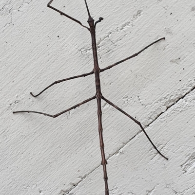 Phasmatodea (order) (Unidentified stick insect) at Wallaga Lake, NSW - 14 Aug 2020 by JoyGeorgeson