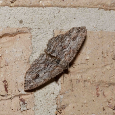 Ectropis bispinaria (Loop-line Bark Moth) at Harrison, ACT - 13 Aug 2020 by DPRees125