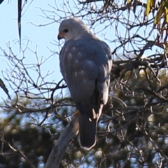 Tachyspiza novaehollandiae (Grey Goshawk) at Wallaga Lake, NSW - 13 Aug 2020 by JoyGeorgeson