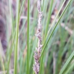 Carex appressa (Tall Sedge) at McKellar, ACT - 20 Aug 2020 by tpreston