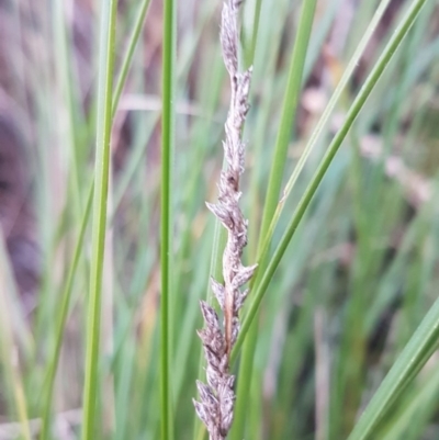 Carex appressa (Tall Sedge) at McKellar, ACT - 20 Aug 2020 by tpreston