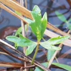 Ranunculus papulentus (Large River Buttercup) at McKellar, ACT - 20 Aug 2020 by trevorpreston