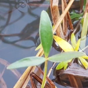 Ranunculus papulentus at McKellar, ACT - 20 Aug 2020