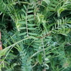 Vicia hirsuta (Hairy Vetch) at McKellar, ACT - 20 Aug 2020 by trevorpreston