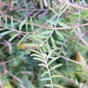 Vicia hirsuta at McKellar, ACT - 20 Aug 2020