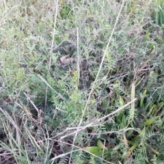 Vicia hirsuta at McKellar, ACT - 20 Aug 2020