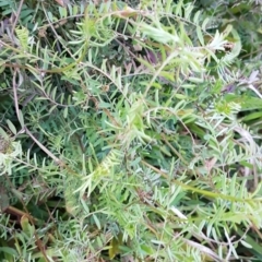 Vicia hirsuta at McKellar, ACT - 20 Aug 2020