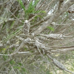 Melaleuca parvistaminea (Small-flowered Honey-myrtle) at Lower Boro, NSW - 15 Jan 2012 by AndyRussell