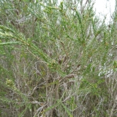 Melaleuca parvistaminea at Lower Boro, NSW - 15 Jan 2012