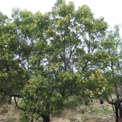 Acacia (genus) (A Wattle) at Lower Boro, NSW - 15 Jan 2012 by AndyRussell