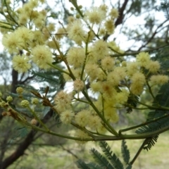 Acacia sp. at Lower Boro, NSW - 15 Jan 2012