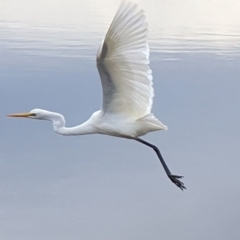 Ardea alba (Great Egret) at Wallaga Lake, NSW - 12 Aug 2020 by JoyGeorgeson