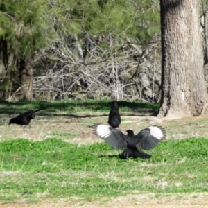 Corcorax melanorhamphos at Greenway, ACT - 20 Aug 2020