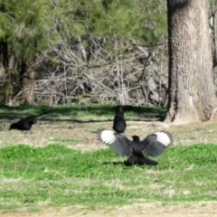 Corcorax melanorhamphos (White-winged Chough) at Greenway, ACT - 20 Aug 2020 by RodDeb