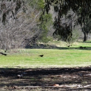 Corcorax melanorhamphos at Greenway, ACT - 20 Aug 2020