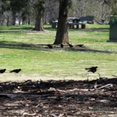 Corcorax melanorhamphos at Greenway, ACT - 20 Aug 2020