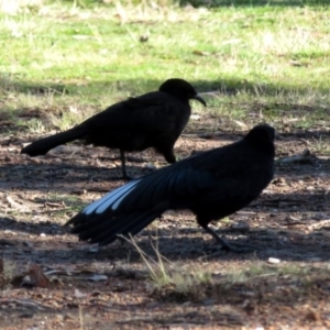 Corcorax melanorhamphos at Greenway, ACT - 20 Aug 2020