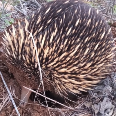 Tachyglossus aculeatus (Short-beaked Echidna) at Bonython, ACT - 20 Aug 2020 by michaelb