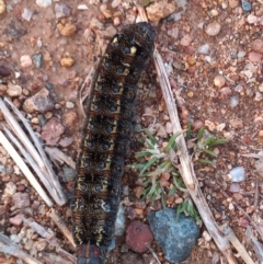 Apina callisto (Pasture Day Moth) at Bonython, ACT - 20 Aug 2020 by michaelb