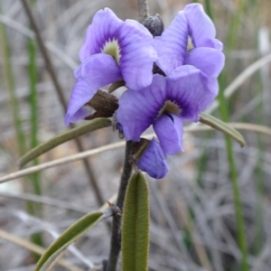 Hovea heterophylla at Carwoola, NSW - 16 Aug 2020 03:34 PM