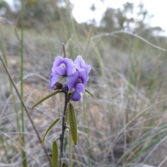 Hovea heterophylla at Carwoola, NSW - 16 Aug 2020 03:34 PM